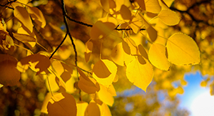 Autumn Leaves